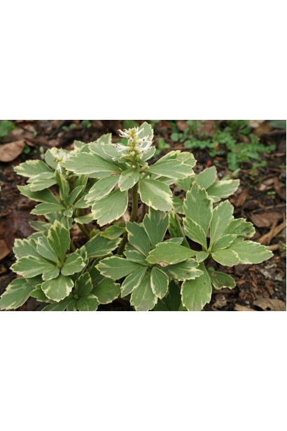 Яскраве листя Пахісандри верхівкової Variegata, ідеальне для тіньового саду.